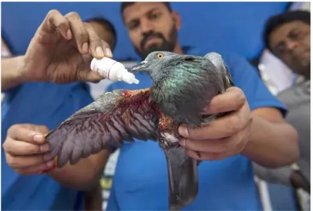 Recovered animal after treatment by Always Care