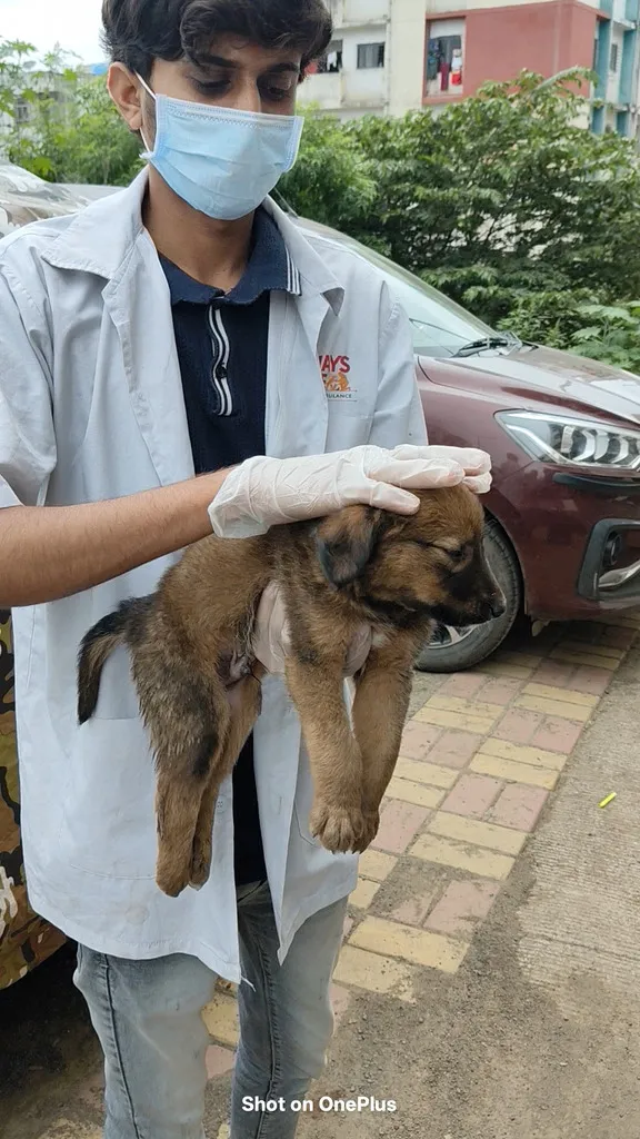 Animal ambulance crew during a rescue operation