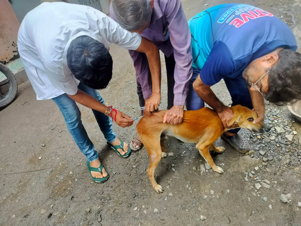 Rescued animal receiving medical care